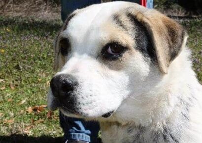 PAHS Pet of the Week: Meet Beatrice; Senior Beagle Mix very sweet and loving