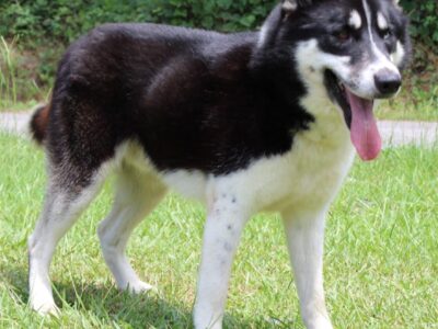 PAHS Pet of the week is Nicholas; 3-year-old Alaskan Malamute