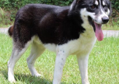 PAHS Pet of the week is Nicholas; 3-year-old Alaskan Malamute