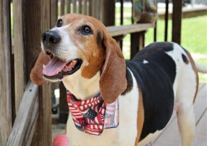 HSEC Pet of the Week is Copper! A Big Hound but a Wonderful House Dog
