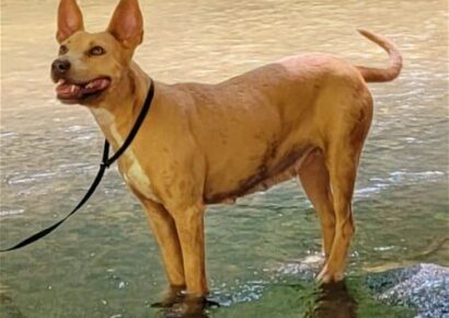 HSEC Pet of the Week: Meet Jade! Sweet, Loves Walks and good with Dogs and Cats