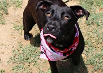 HSEC Pet of the week is Scarlet; Female Pit Good with Other Dogs and Very sweet