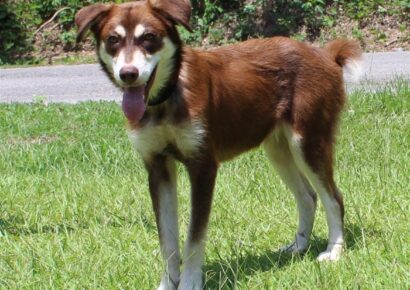 PAHS Pet of the Week: Nugget has healed from Horrible Abuse and is Waiting at a New Start at Life