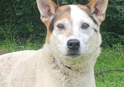 HSEC Pet of the Week is Archie: Good with Dogs, Cat and Loves to Explore