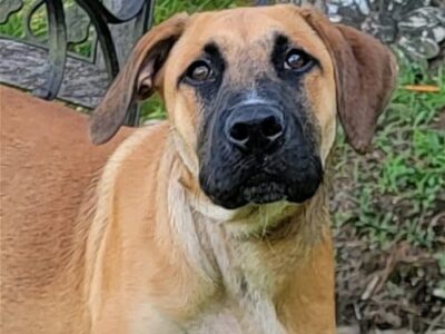 HSEC Pet of the Week: Meet Billy! A bit shy at first, but loves exploring and playing with toys