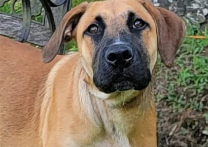 HSEC Pet of the Week: Meet Billy! A bit shy at first, but loves exploring and playing with toys