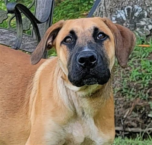 HSEC Pet of the Week: Meet Billy! A bit shy at first, but loves exploring and playing with toys