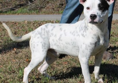 PAHS Pet of the Week is Boise! He is in need of a Foster home