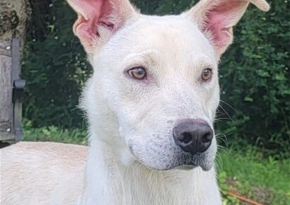 HSEC Pet of the Week: Meet Fez! Loves people, Playful with other Dogs