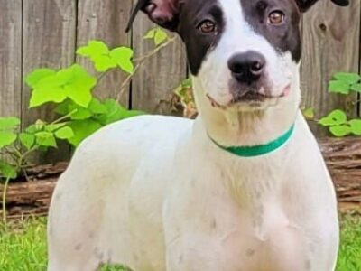 HSEC Pet of the Week: Super Sweet, Loves People and Great with other Dogs