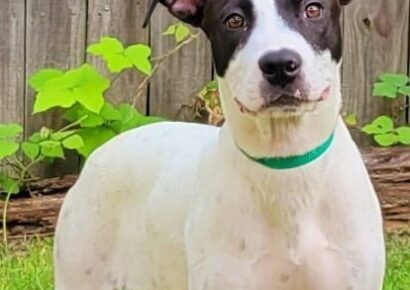HSEC Pet of the Week: Super Sweet, Loves People and Great with other Dogs