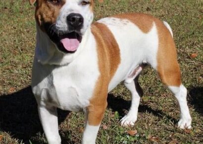 PAHS partners with Best Friends Animal Society; Reduced Prices on Adoptions for August