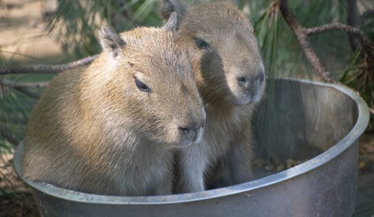 Seven Capybara pups born at Montgomery Zoo in late July