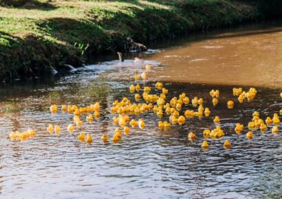 Ducks Make Bucks! West Elmore Area Lions Club Duck Race raises funds for Projects; Winners take Home Prize Money