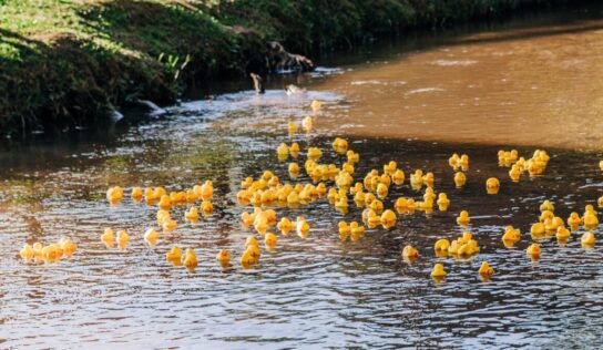 Ducks Make Bucks! West Elmore Area Lions Club Duck Race raises funds for Projects; Winners take Home Prize Money