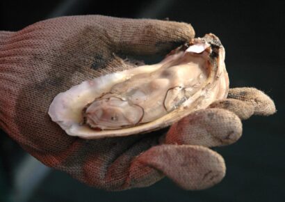 Alabama Oyster Community Meeting to be held September 13