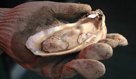 Alabama Oyster Community Meeting to be held September 13