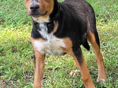 HSEC Pet of the Week – Daisy