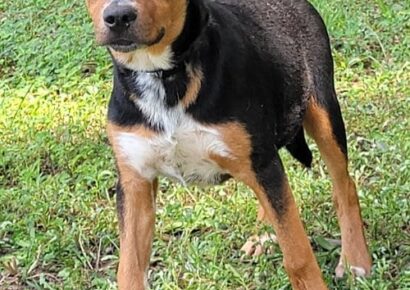 HSEC Pet of the Week – Daisy