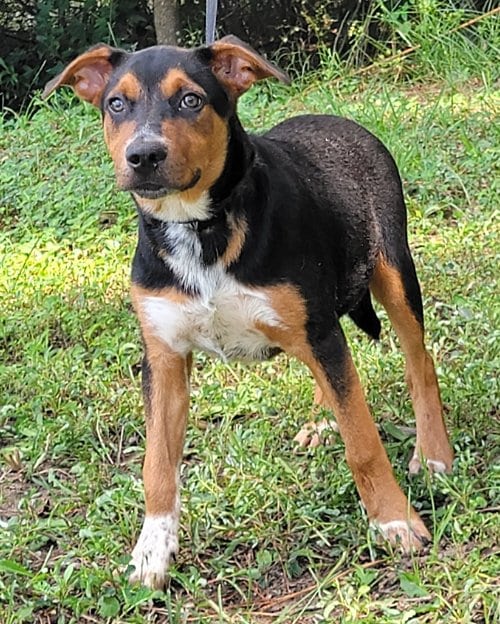 HSEC Pet of the Week – Daisy