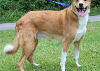 PAHS Featured Pet of the Week