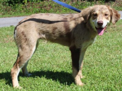 PAHS Featured Pet of the Week 