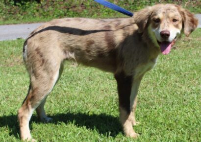 PAHS Featured Pet of the Week 