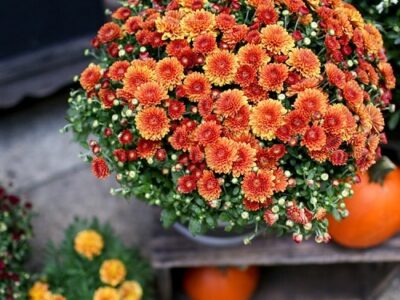 Mum season is on the way; Learn how NOT to kill them