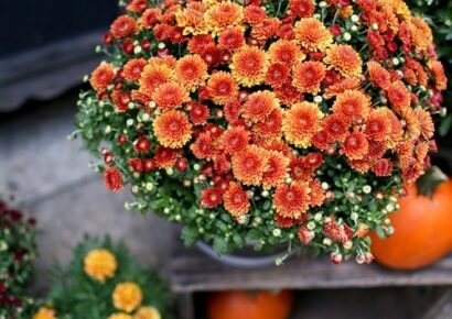 Mum season is on the way; Learn how NOT to kill them