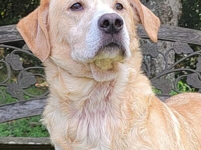 HSEC Pet of the Week: Meet Chi! Loves Attention and Belly Rubs; Good with Dogs and Cats