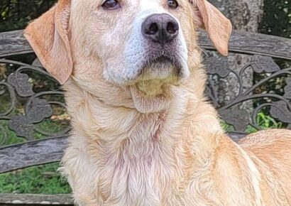 HSEC Pet of the Week: Meet Chi! Loves Attention and Belly Rubs; Good with Dogs and Cats