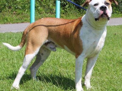 PAHS Pet of the Week is Prince! Handsome Guy with Lots of Energy