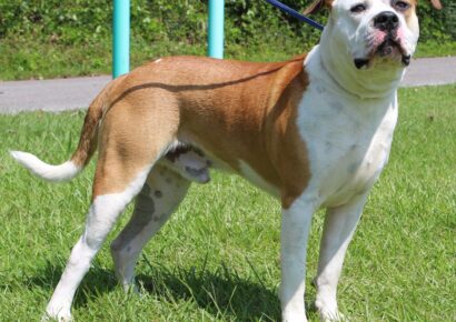 PAHS Pet of the Week is Prince! Handsome Guy with Lots of Energy
