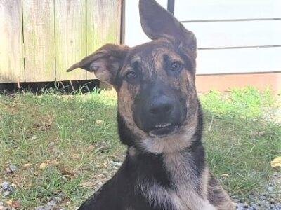 HSEC Pet of the Week: Meet Clair! Full of energy and Very Sweet