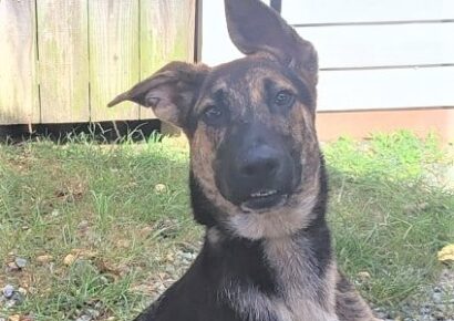 HSEC Pet of the Week: Meet Clair! Full of energy and Very Sweet