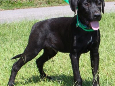 PAHS Pet of the Week is George! He is very Outgoing and Loving, and Looking for a family