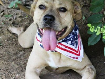 HSEC Pet of the Week is Turbo! Good with Female Dogs, Cats and Children