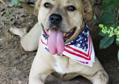 HSEC Pet of the Week is Turbo! Good with Female Dogs, Cats and Children