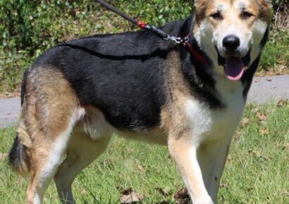 PAHS Pet of the Week: Meet Tank! Well-Behaved and Great on a Leash