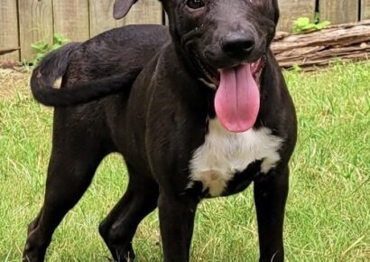 HSEC Pet of the Week is Dixie; She is super playful and loves her treats!