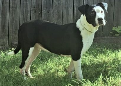 HSEC Pet of the Week: Meet MooMoo! A lap dog that Loves to Snuggle