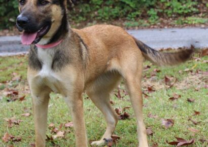 PAHS Pet of the Week: Meet Daisy! Good with Children and Other Dogs