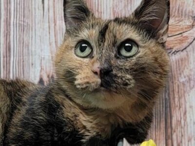 HSEC Pet of the Week is Phoebe; Owner passed away and She needs New family to love