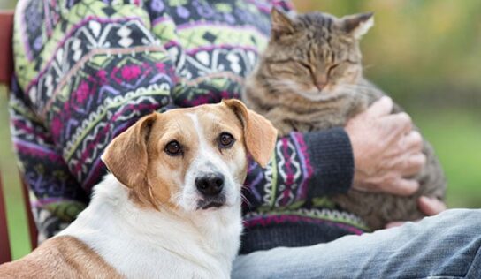 HSEC Reminds us that November is Adopt a Senior Pet Month