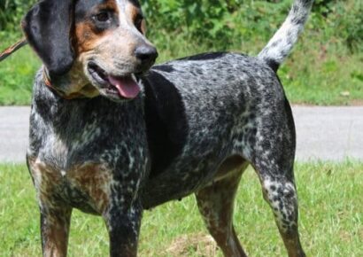 PAHS Pet of the Week is Smokey; 5-year-old Bluetick Hound is very Affectionate