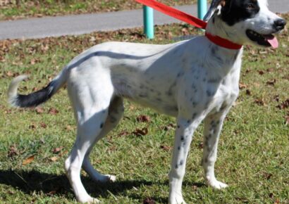PAHS Pet of the Week is Speckle! Frisky Girl needs a Fenced Yard to Play
