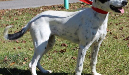 PAHS Pet of the Week is Speckle! Frisky Girl needs a Fenced Yard to Play