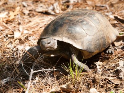 Eastern Portion of Gopher Tortoise Range Withdrawn from Endangered Species Act Consideration
