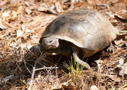 Eastern Portion of Gopher Tortoise Range Withdrawn from Endangered Species Act Consideration