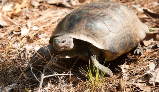 Eastern Portion of Gopher Tortoise Range Withdrawn from Endangered Species Act Consideration